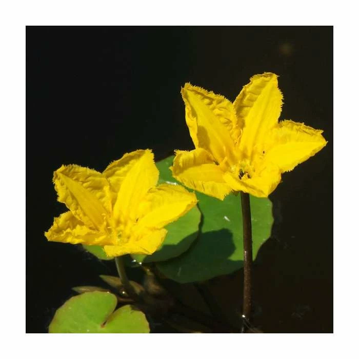 1L Yellow Floating Heart Nymphoides Peltata 4 1L Yellow Floating Heart Nymphoides Peltata - Image 2