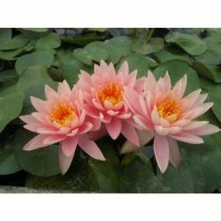 Nymphaea 'Colorado' | Water Lily -6L-8L Pot Sales Store PL0638 add image 1 7289