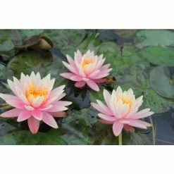 Nymphaea 'Colorado' | Water Lily -6L-8L Pot Sales Store PL0638 add image 2 70f5