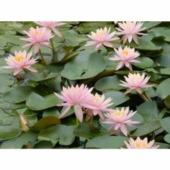 Nymphaea 'Colorado' | Water Lily -6L-8L Pot Sales Store PL0638 add image 3 e381
