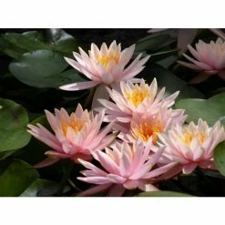 Nymphaea 'Colorado' | Water Lily -6L-8L Pot Sales Store PL0638 add image 4 85e5