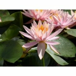 Nymphaea 'Colorado' | Water Lily -6L-8L Pot Sales Store PL0638 add image 5 1f5f