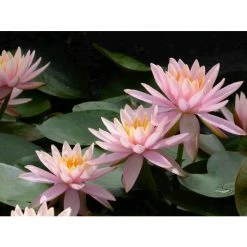 Nymphaea 'Colorado' | Water Lily -6L-8L Pot Sales Store PL0638 add image 6 18b2