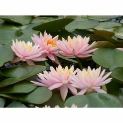 Nymphaea 'Colorado' | Water Lily -6L-8L Pot Sales Store PL0638 add image 7 47ac