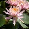 Nymphaea 'Colorado' | Water Lily -6L-8L Pot Sales Store PL0638 main image a15a
