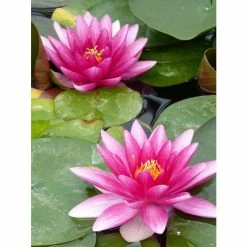 Nymphaea 'Charles De Meurville' | Water Lily -6L-8L Pot Sales Store PL0645 add image 1 3f5a