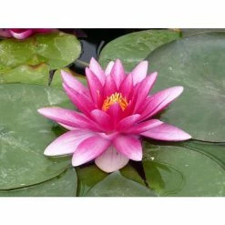 Nymphaea 'Charles De Meurville' | Water Lily -6L-8L Pot Sales Store PL0645 add image 2 dc02