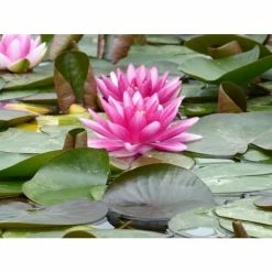 Nymphaea 'Charles De Meurville' | Water Lily -6L-8L Pot Sales Store PL0645 add image 3 dbcf