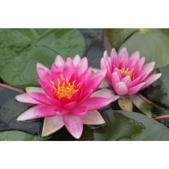 Nymphaea 'Charles De Meurville' | Water Lily -6L-8L Pot Sales Store PL0645 add image 4 c859