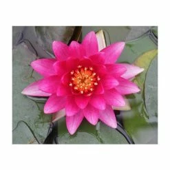 Nymphaea 'Charles De Meurville' | Water Lily -6L-8L Pot Sales Store PL0645 add image 5 f96c