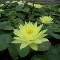 Nymphaea 'Joey Tomocik' | Water Lily -6L-8L Pot Sales Store PL0653 add image 1 c0a8