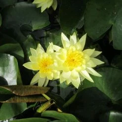 Nymphaea 'Joey Tomocik' | Water Lily -6L-8L Pot Sales Store PL0653 add image 2 8d1a