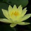 Nymphaea 'Joey Tomocik' | Water Lily -6L-8L Pot Sales Store PL0653 main image e7f8