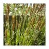 Bowles' Golden Sedge | Carex 'Acuta' -6L-8L Pot Sales Store PL0658 main image 6b07