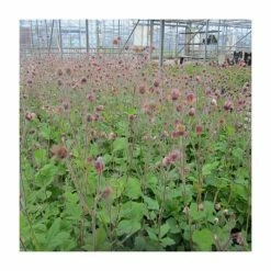 6L-8L Pot Sales Store -6L-8L Pot Sales Store PL0660 rollover image 63d5