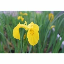 Yellow Flag | Iris pseudacorus -6L-8L Pot Sales Store PL0663 add image 1 d3d6