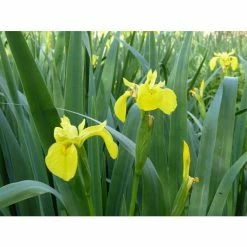 Yellow Flag | Iris pseudacorus -6L-8L Pot Sales Store PL0663 add image 2 5770