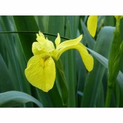 Yellow Flag | Iris pseudacorus -6L-8L Pot Sales Store PL0663 add image 3 131d