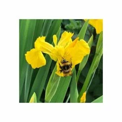Yellow Flag | Iris pseudacorus -6L-8L Pot Sales Store PL0663 add image 4 bb4d