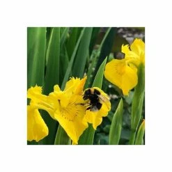 Yellow Flag | Iris pseudacorus -6L-8L Pot Sales Store PL0663 add image 5 5fbe