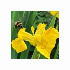 Yellow Flag | Iris pseudacorus -6L-8L Pot Sales Store PL0663 add image 6 9eb6