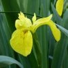 Yellow Flag | Iris pseudacorus -6L-8L Pot Sales Store PL0663 main image ce53