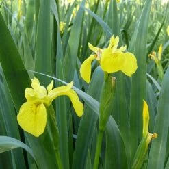 6L-8L Pot Sales Store -6L-8L Pot Sales Store PL0663 rollover image ed91