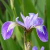Blue Flag | Iris versicolor -6L-8L Pot Sales Store PL0664 main image acee