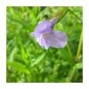 Allegheny Monkey Flower | Mimulus ringens 1 Allegheny Monkey Flower | Mimulus ringens -6L-8L Pot Sales Store PL0665 main image b9bb