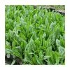 Bloody Dock | Rumex sanguineus -6L-8L Pot Sales Store PL0666 main image fa64