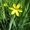 Golden Eye Grass | Sisyrinchium californicum -6L-8L Pot Sales Store PL0667 main image a821