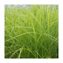 Palm Branch Sedge | Carex muskingumensis