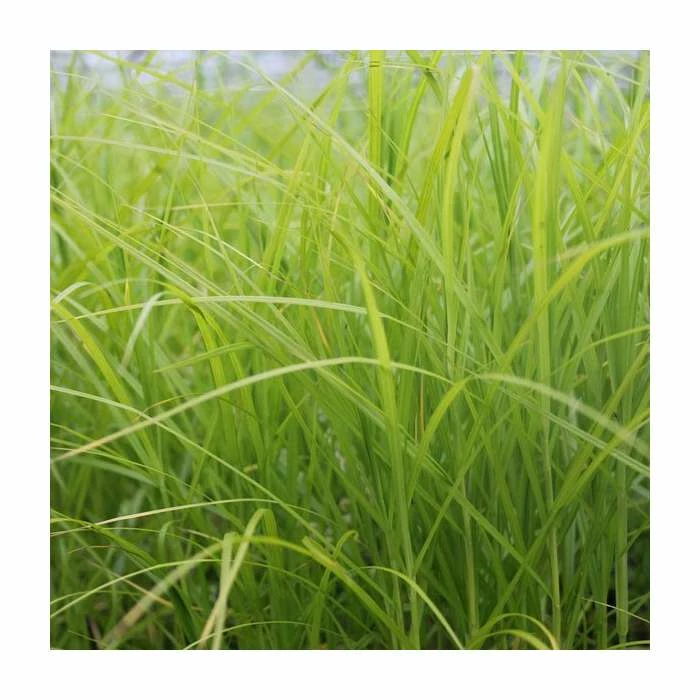 Palm Branch Sedge | Carex muskingumensis 3 Palm Branch Sedge | Carex muskingumensis