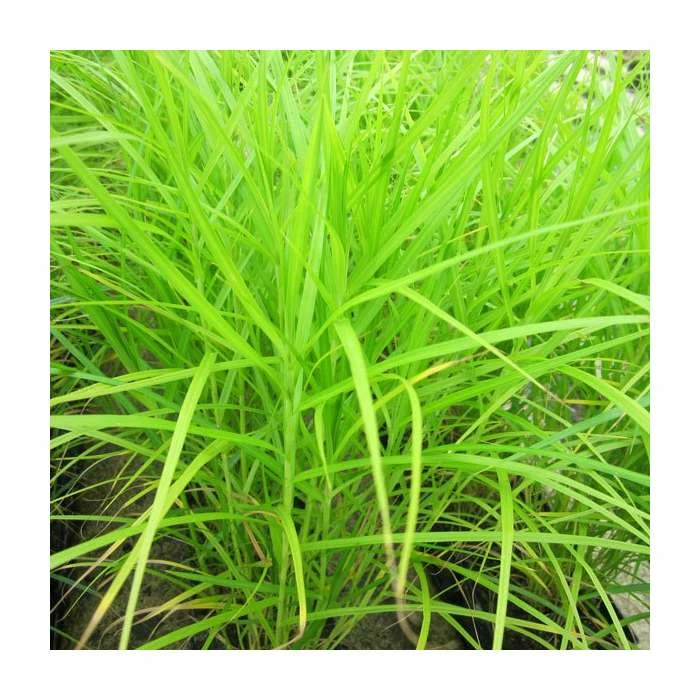 Palm Branch Sedge | Carex muskingumensis 4 Palm Branch Sedge | Carex muskingumensis - Image 2