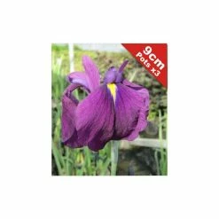 Double Flowered Iris | Iris ensata