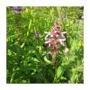 Marsh Woundwort | Stachys palustris -6L-8L Pot Sales Store PL0701 main image 0746