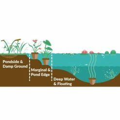 Water Plantain | Alisma plantago-aquaticum -6L-8L Pot Sales Store PL0708 add image 1 4323