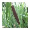 Great Reedmace | Typha latifolia -6L-8L Pot Sales Store PL0720 main image 3d82