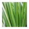 Slender Sweet Flag | Acorus gramineus 'Ogon' -6L-8L Pot Sales Store PL0727 main image 04f2