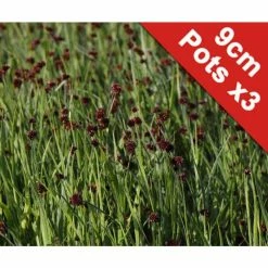 Green Rush | Juncus ensifolius