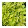 Golden Creeping Jenny | Lysimachia nummularia 'Aurea' -6L-8L Pot Sales Store PL0732 main image 94bb