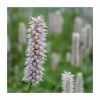 Water Knotweed | Persicaria amphibia -6L-8L Pot Sales Store PL0740 main image 4312