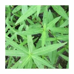 6L-8L Pot Sales Store -6L-8L Pot Sales Store PL0740 rollover image 4669