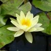 Nymphaea 'Marliacea 'Chromatella' | Water Lily -6L-8L Pot Sales Store PL0759 main image b45e