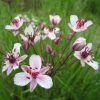 Flowering Rush | Butomus umbellatus -6L-8L Pot Sales Store PL0769 main image cc45