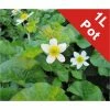1L Marsh Marigold 'Alba' Caltha palustris alba -6L-8L Pot Sales Store PL0771 main image 3640