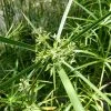 1L Umbrella Plant Cyperus alternifolius -6L-8L Pot Sales Store PL0780 main image c67b