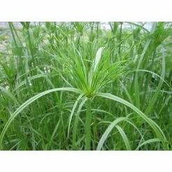 1L Papyrus - Cyperus papyrus -6L-8L Pot Sales Store PL0782 add image 1 9a89
