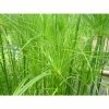 1L Papyrus - Cyperus papyrus -6L-8L Pot Sales Store PL0782 main image 6d4f