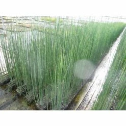 1L Scouring Rush Equisetum hyemale -6L-8L Pot Sales Store PL0785 add image 2 411e